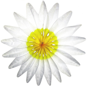 Цветок Белый